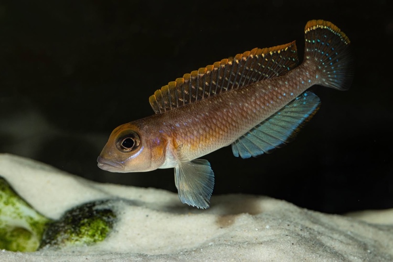 Lamprologus ornatipinnis 'Mwamgongo'